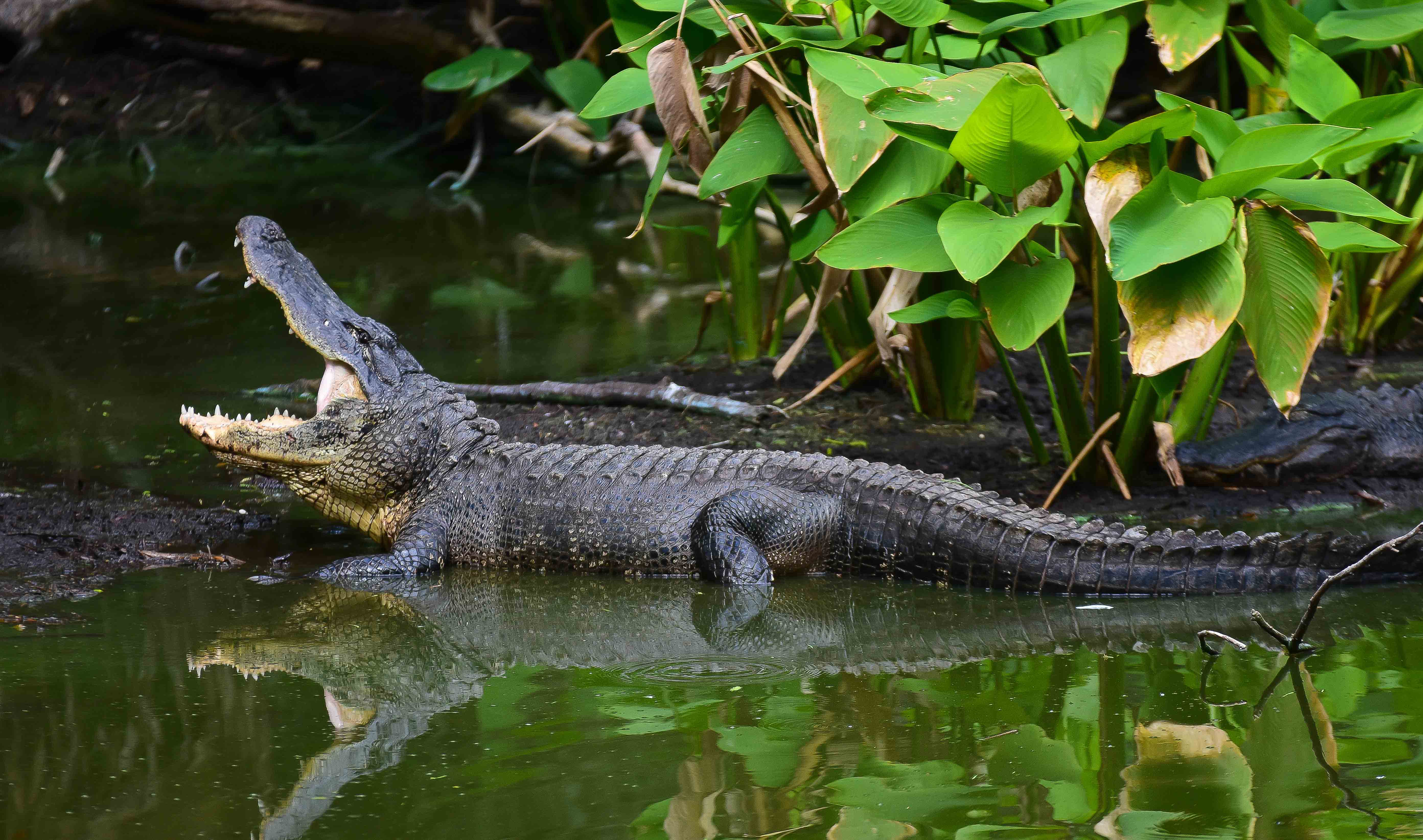 American Alligator