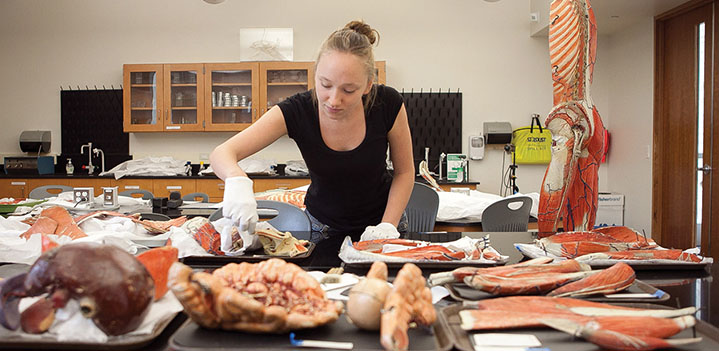 Student studies anatomy in a biology lab at Bryn Athyn College