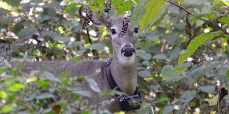 Bryn Athyn College Deer pictured with tracking device around its neck