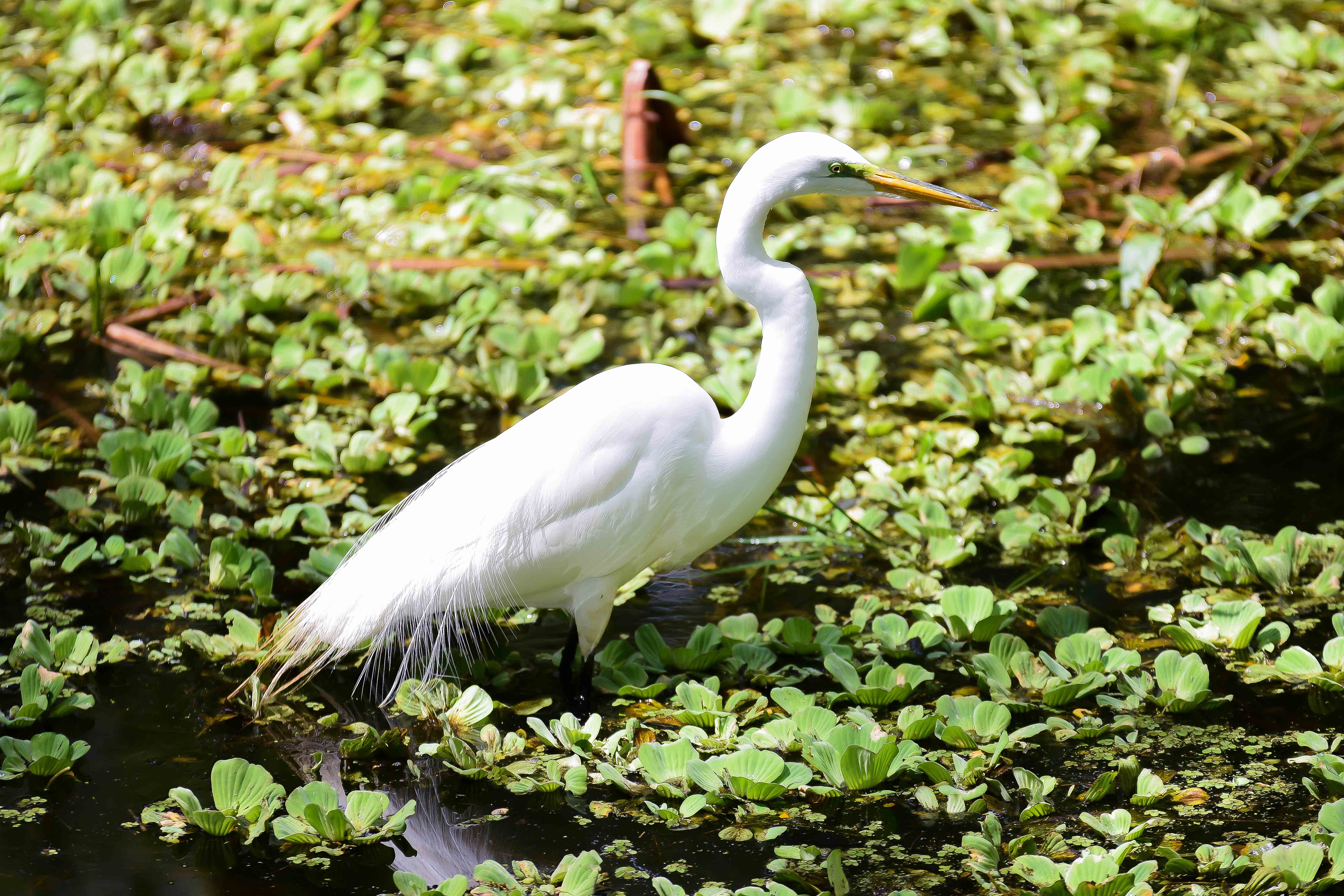 Great egret