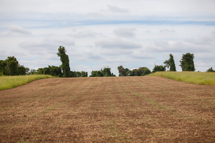 a section of the land seeded with rye