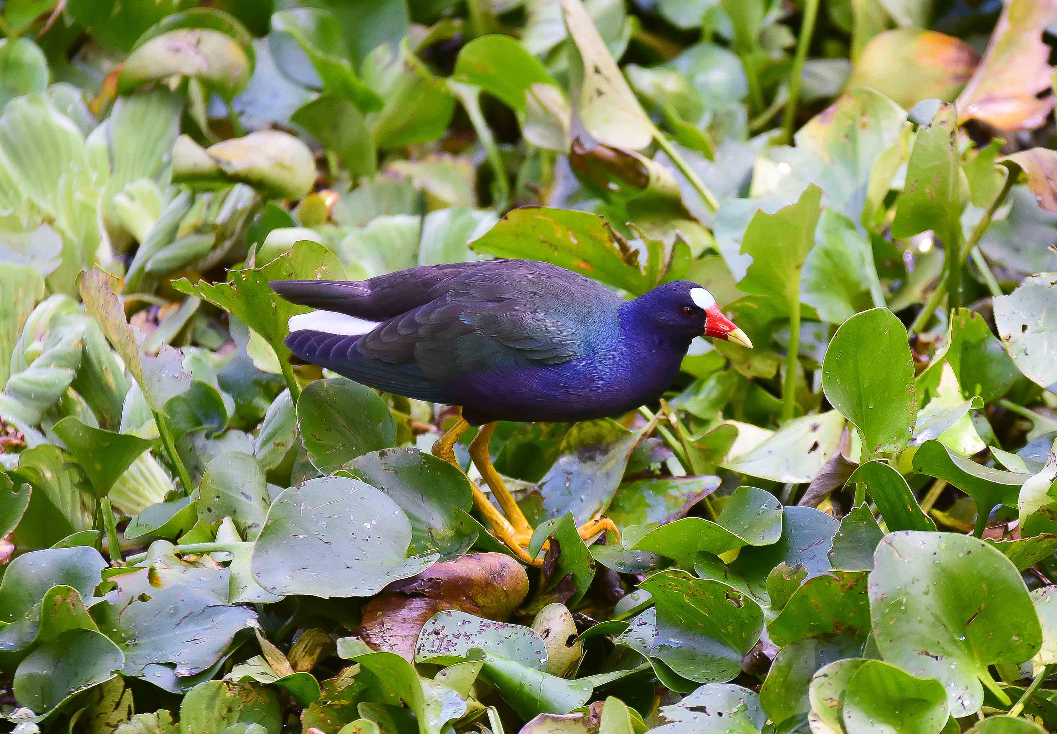 Purple Gallinule