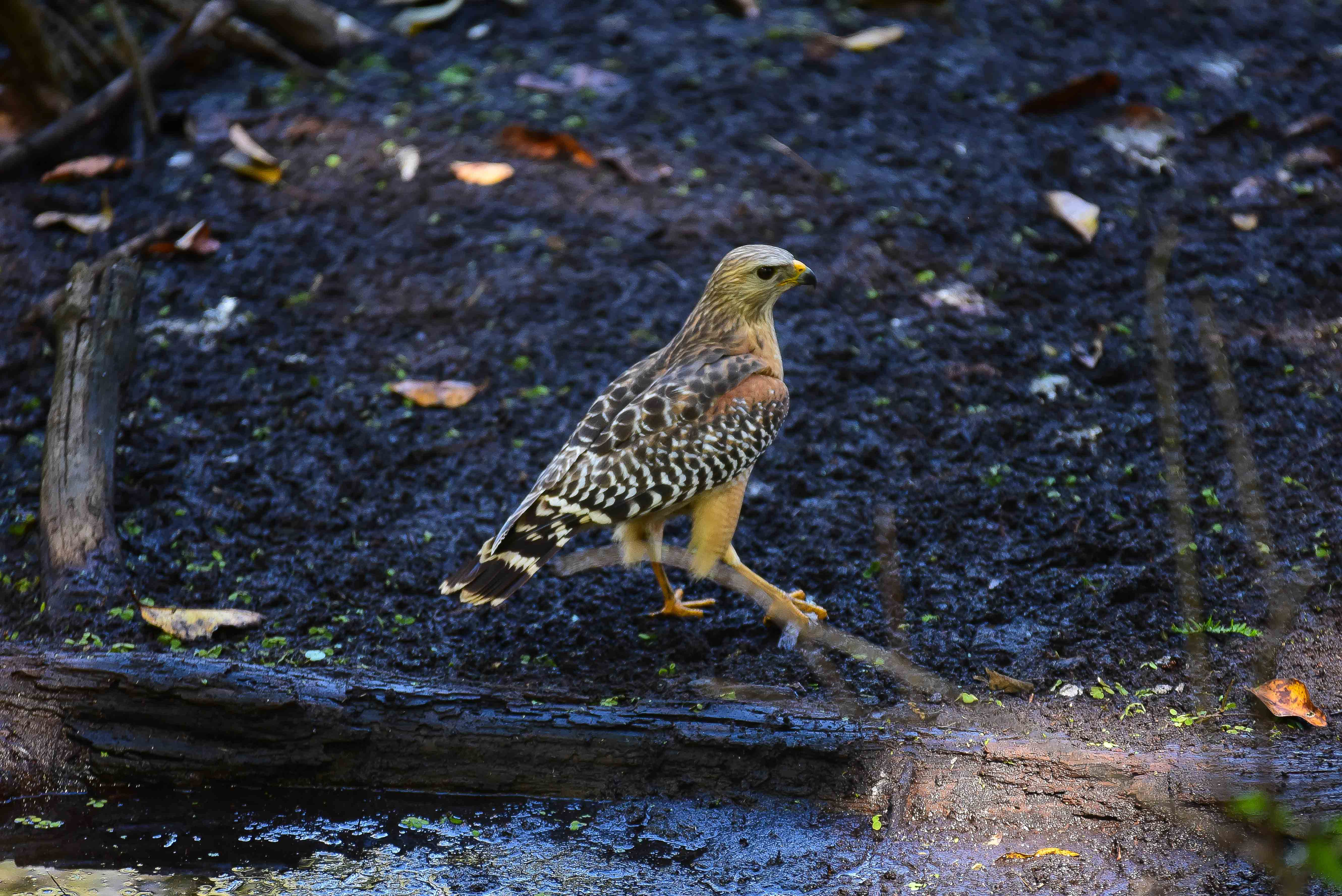 red-shouldered hawk