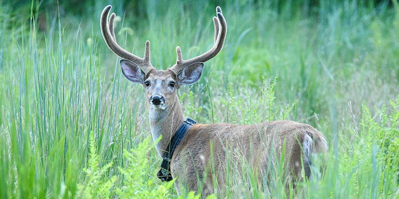 Deer with tracking device on his collar