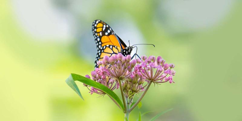 Monarch butterfly on a milkweed bloom 