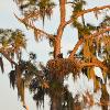 Bald eagle in its nest in a tree with Spanish Moss