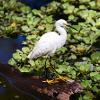 A snowy egret stands on the tip of a mostly-submerged log amongst aquatic vegetation 