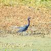 Little blue heron wading through swampy water