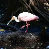 A roseate spoonbill balances on one foot atop a floating log