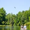 Swallow-tailed kite flying over the Waciss River while two people in canoe look on