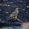 A red-shouldered hawk stands in wet dirt