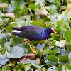 Purple Gallinule perched in the groundcover
