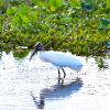 A beautiful white wood stork wades through water near aquatic vegitation