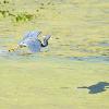Tricolored Heron glides low over the water